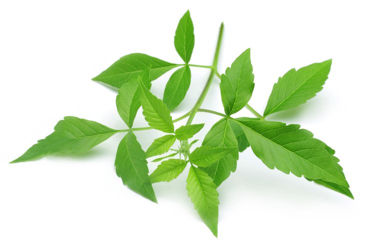 Chasteberry Ingredient