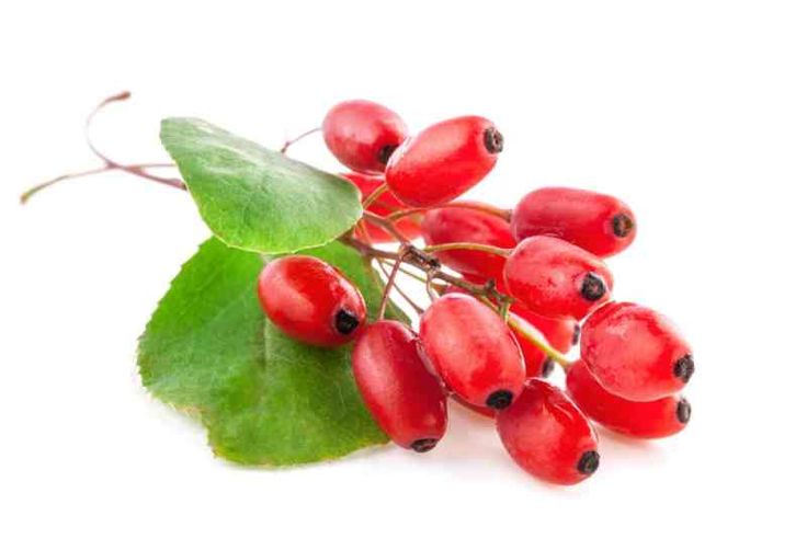 Berberine Ingredient
