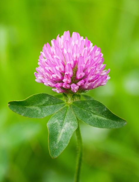 Red Clover Ingredient