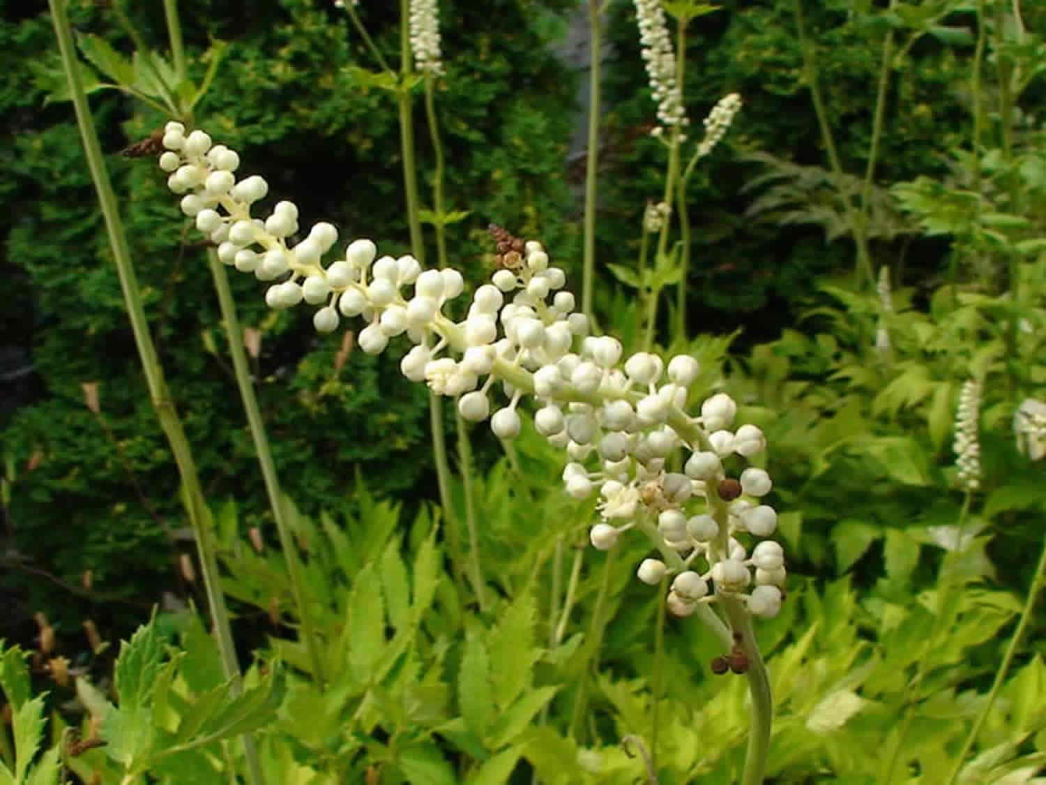 Black Cohosh Ingredient